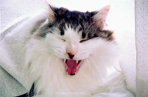 yawing, 2003