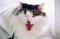 yawing, 2003