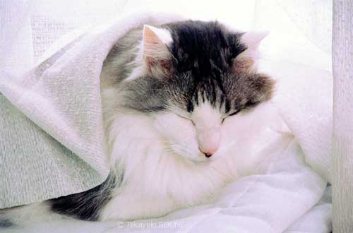 napping, 2003