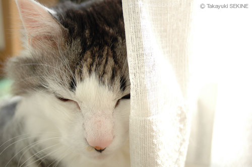 napping, 2005