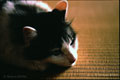 tatami, 1998