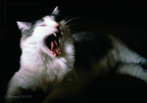 yawing, 1998