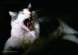 yawing, 1998