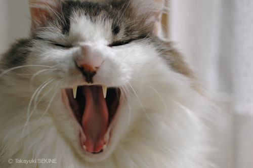 yawing, 2005