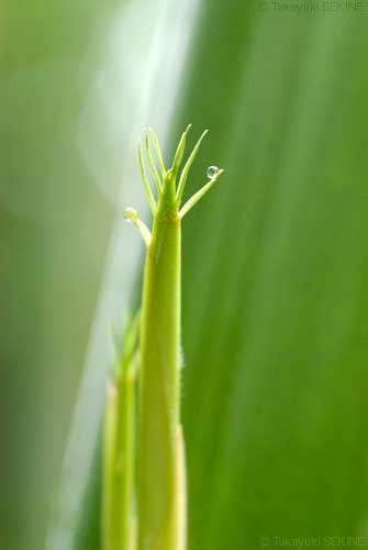 bamboo, 2006