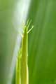 bamboo, 2006