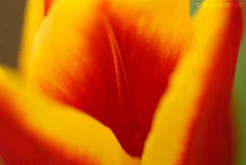 tulip, 2006