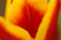 tulip, 2006