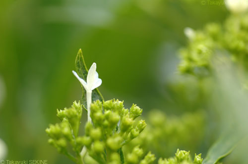 hydrangea, 2004