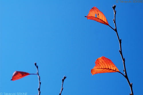 leaves, 2004