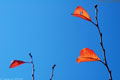 leaves, 2004