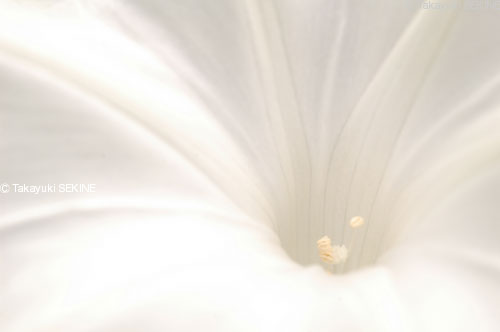 morning glory, 2004